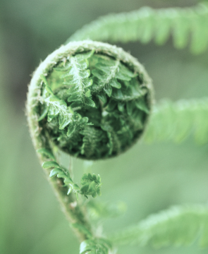 Fern Peels